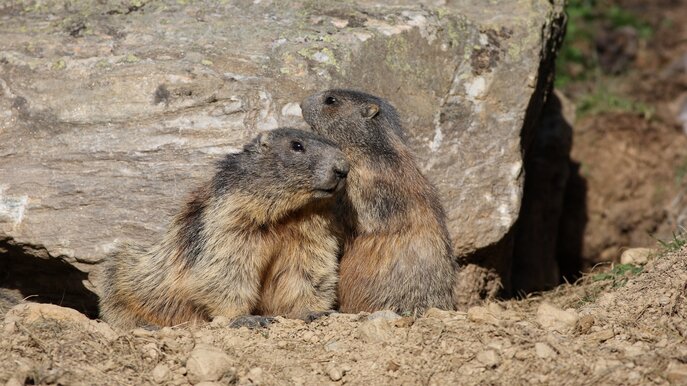 Murmeltiere im Murmliwasser am Komperdell | © Serfaus-Fiss-Ladis/Tirol