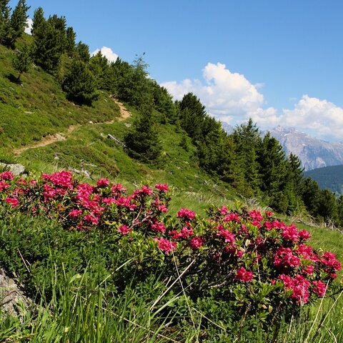 Blühende Alpenrosen am Rand eines Wanderwegs mit grüner Berglandschaft und Fernblick auf die Alpen | © Serfaus-Fiss-Ladis Marketing GmbH | Andreas Kirschner