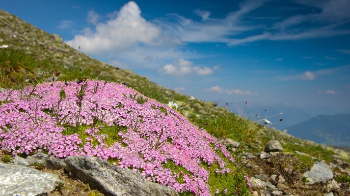 Blühende Bergwelt in Serfaus-Fiss-Ladis, Tirol Österreicht | © Serfaus-Fiss-Ladis Marketing GmbH