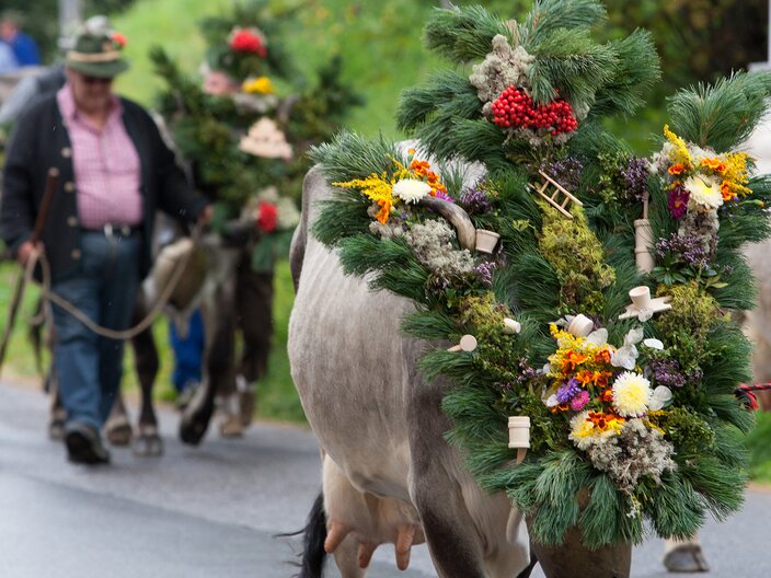 Geschmückte Kuh beim traditionellen Almabtrieb in Serfaus Fiss Ladis in Tirol | © Andreas Kirschner