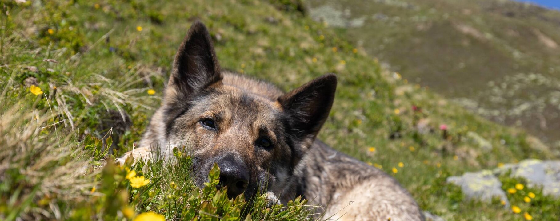 Holiday with dog in Serfaus-Fiss-Ladis in Tyrol | © Andreas Kirschner