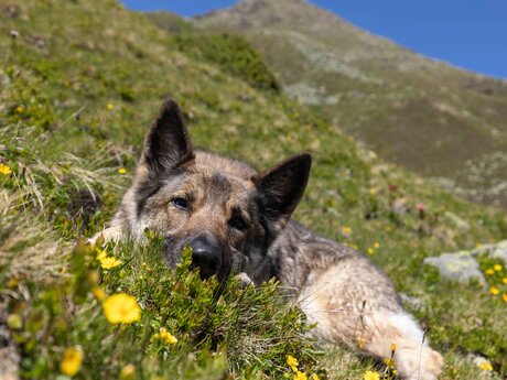 Urlaub mit Hund in Serfaus-Fiss-Ladis in Tirol | © Andreas Kirschner