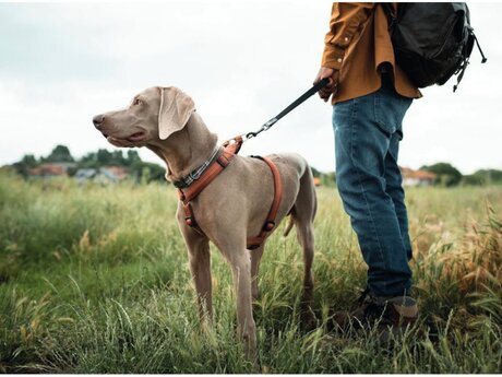 Urlaub mit Hunden in Serfaus-Fiss-Ladis in Tirol | © freepik