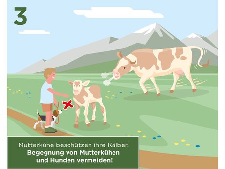 Mütterkühe beschützen ihre Kälber. Begegnung von Mütterkühen und Hunden vermeiden | © Serfaus-Fiss-Ladis Marketing GmbH