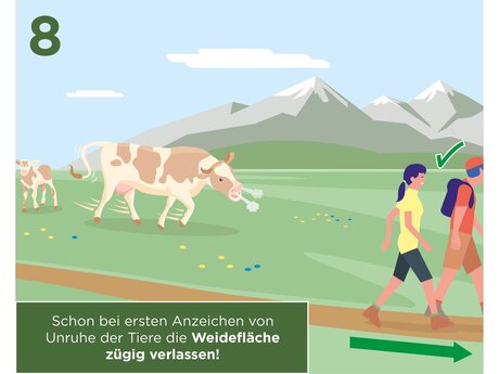 Schon bei ersten Anzeichen von Unruhe der Tiere die Weidefläche zügig verlassen | © Serfaus-Fiss-Ladis Marketing GmbH