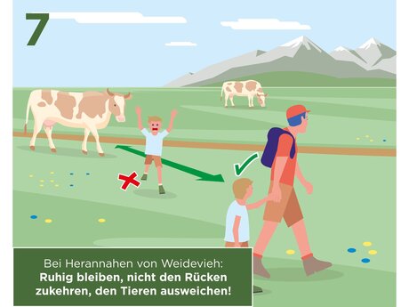 Bei herannahen von Weidevieh: Ruhig bleiben, nicht den Rücken zukehren, den Tieren ausweichen | © Serfaus-Fiss-Ladis Marketing GmbH