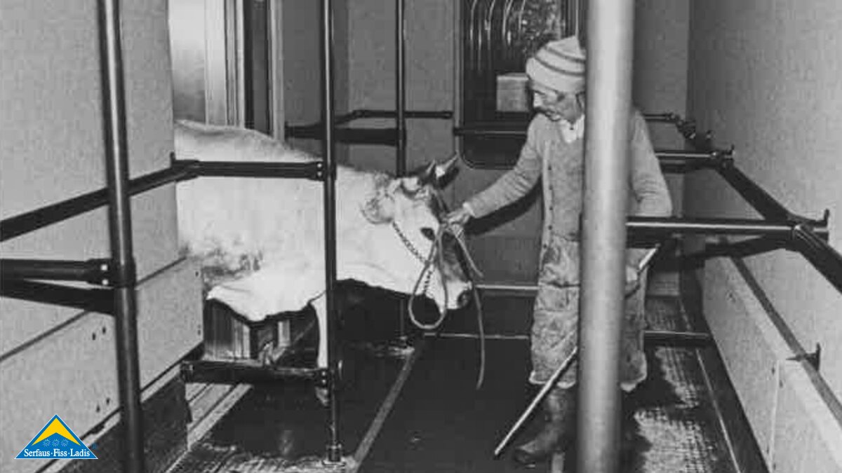 Eine Kuh wird vom Bauer in die U-Bahn Serfaus gezogen | © Gemeinde Serfaus