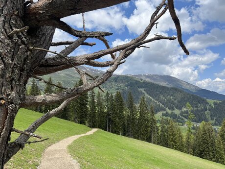 Der neue Holzkugelweg ist ein interaktiver Spielweg in Serfaus-Fiss-Ladis für Groß und Klein | © Seilbahn Komperdell GmbH