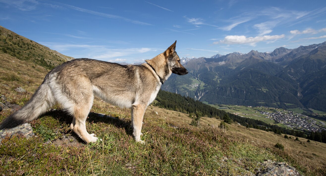Der Hund ruht sich aus und genießt die Aussicht | © Andreas Kirschner