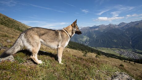Der Hund ruht sich aus und genießt die Aussicht | © Andreas Kirschner