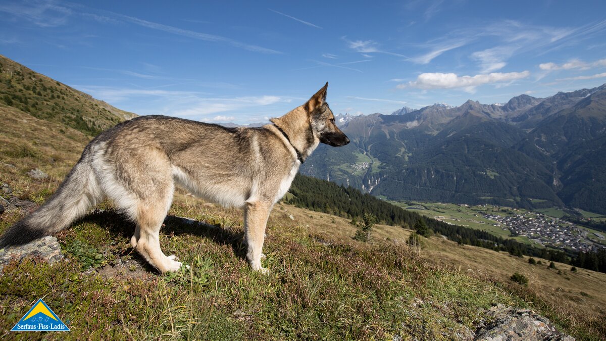 Der Hund ruht sich aus und genießt die Aussicht | © Andreas Kirschner