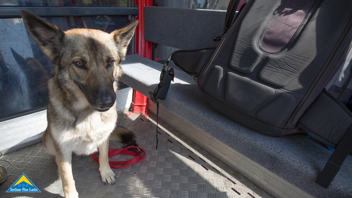 Der Hund sitzt brav in der Schönjochbahn in Fiss in Tirol | © Andreas Kirschner