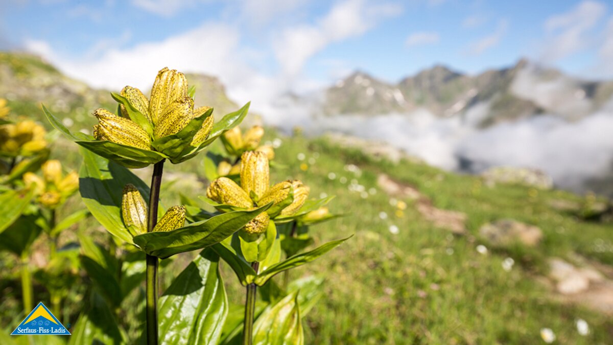 Blumen zieren den Weg zum Spinnsee | © Andreas Kirschner