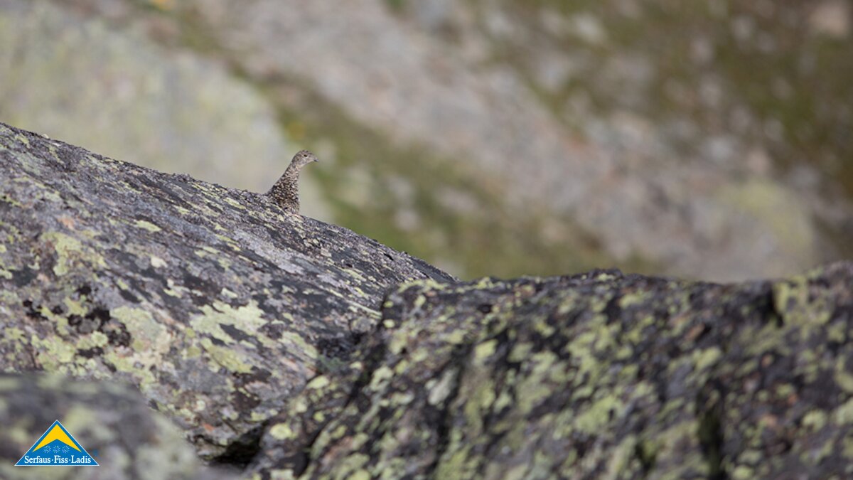 Auch die Tiere genießen den sonnigen Tag in Serfaus Fiss Ladis in Tirol | © Andreas Kirschner