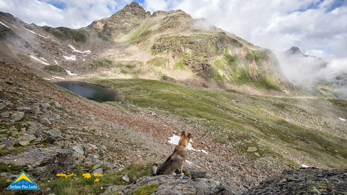Die Wanderwege in Serfaus Fiss Ladis können auch sehr gut mit Hunden gegangen werden | © Andreas Kirschner