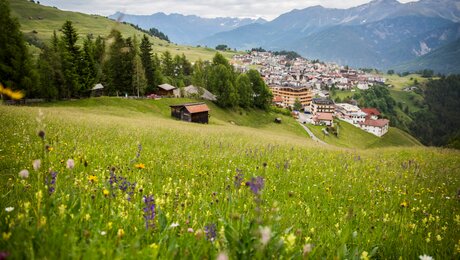Eine Bergwiese in Serfaus Fiss Ladis mit tollem Ausblick | © Socialweb