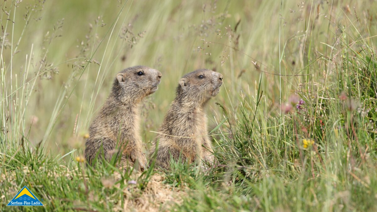 In Serfaus-Fiss-Ladis sind viele Murmeltiere heimisch. | © Serfaus-Fiss-Ladis Marketing GmbH | Andreas Kirschner