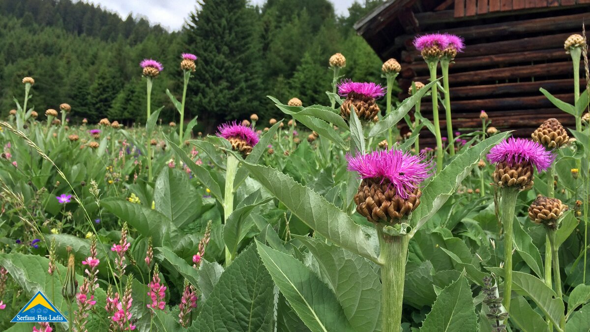 Die Gample Tour ist eine Biketour in Serfaus-Fiss-Ladis in Tirol für die ganze Familie | © Serfaus-Fiss-Ladis