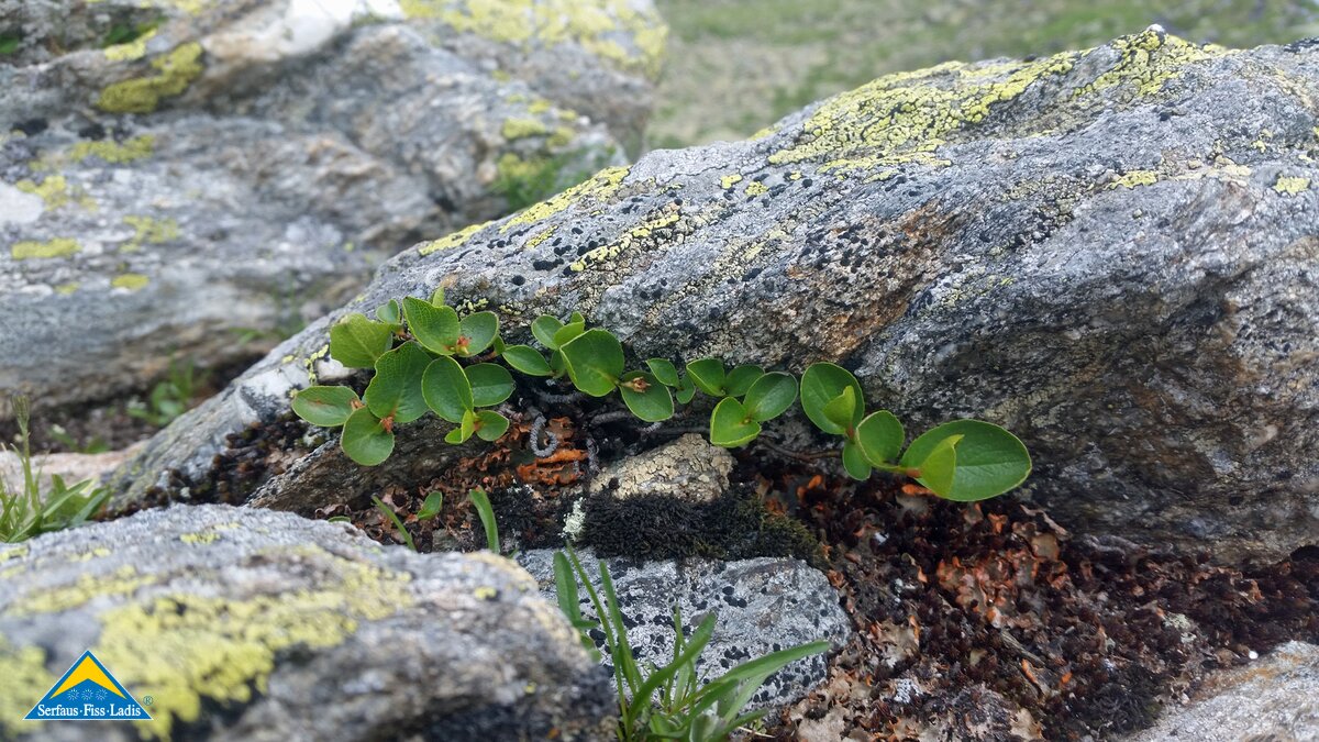 Wanderung über den Murmeltiersteig in Serfaus-Fiss-Ladis in Tirol | © Serfaus-Fiss-Ladis