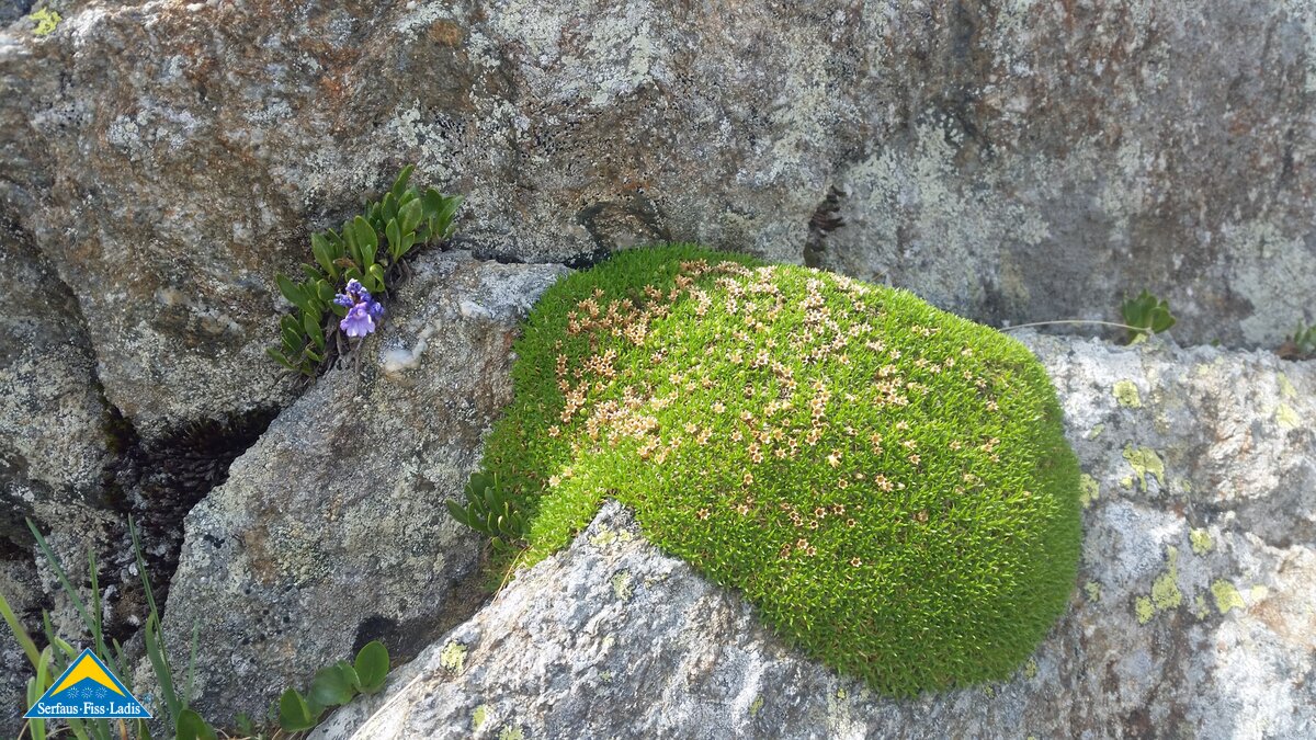 Wanderung über den Murmeltiersteig in Serfaus-Fiss-Ladis in Tirol | © Serfaus-Fiss-Ladis