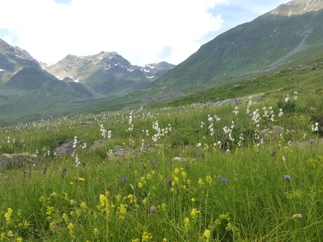 Wanderung über den Murmeltiersteig in Serfaus-Fiss-Ladis in Tirol | © Serfaus-Fiss-Ladis