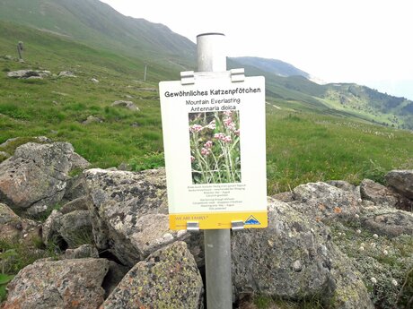 Zahlreiche verschiedene Blumen und Pflanzen wachsen entlang des Murmeltiersteigs in Serfaus-Fiss-Ladis in Österreich | © Serfaus-Fiss-Ladis
