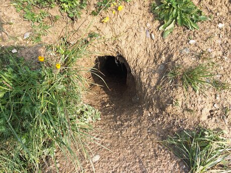 Eine Murmeltierhöhle entlang des Murmlisteigs in Serfaus Fiss Ladis in Tirol | © Serfaus-Fiss-Ladis