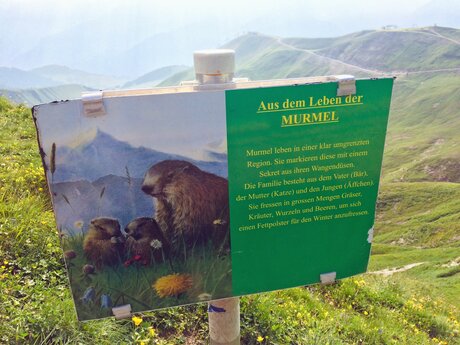 Erklärungstafel über das Leben der Murmeltiere in den Bergen von Serfaus Fiss Ladis in Tirol | © Serfaus-Fiss-Ladis