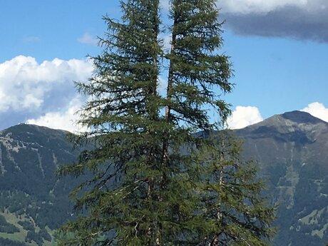 Herbstwanderung in Serfaus Fiss Ladis in Tirol mit bester Aussicht | © Serfaus-Fiss-Ladis