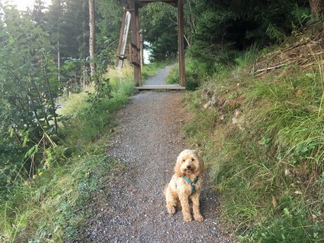 Hund Lemmi auf dem Wasserwanderweg in Serfaus Fiss Ladis in Tirol | © Serfaus-Fiss-Ladis