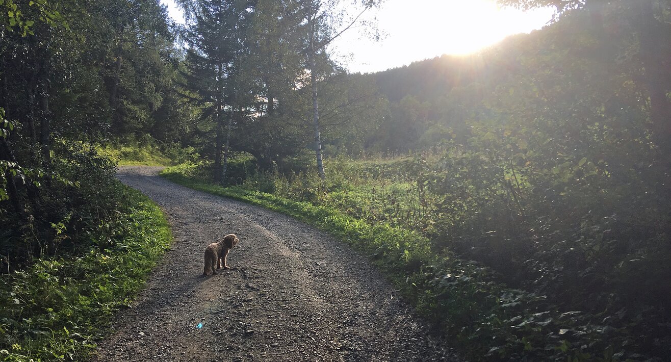 Hund Lemmi beim Wandern in Serfaus Fiss Ladis in Österreich | © Serfaus-Fiss-Ladis