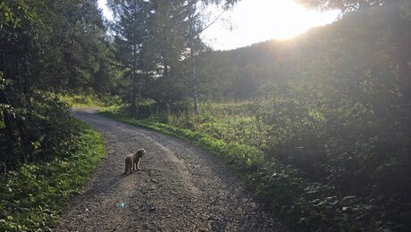 Hund Lemmi beim Wandern in Serfaus Fiss Ladis in Österreich | © Serfaus-Fiss-Ladis