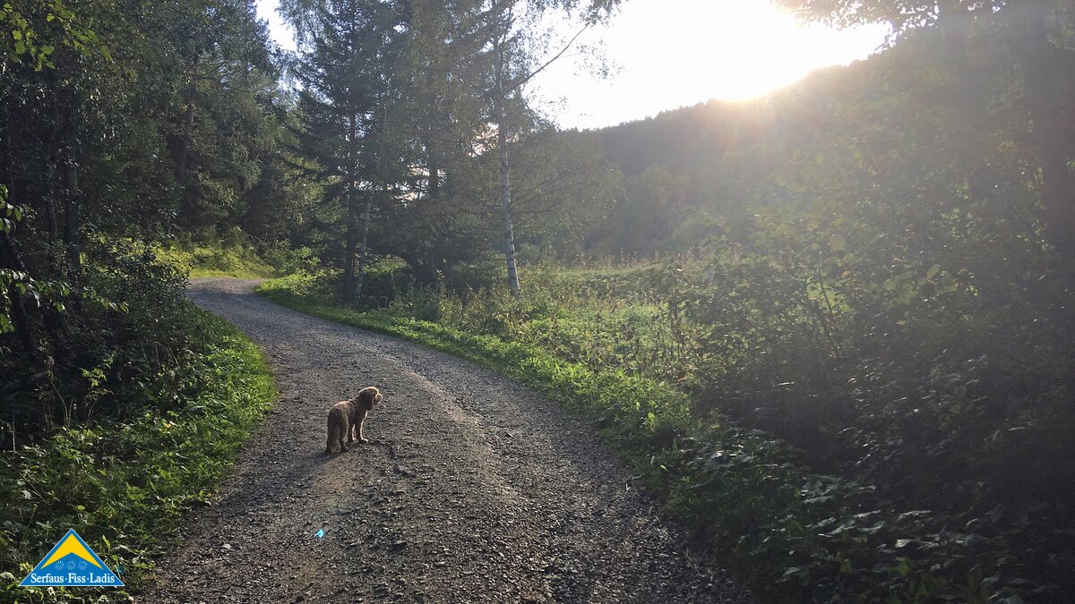 Hund Lemmi beim Wandern in Serfaus Fiss Ladis in Österreich | © Serfaus-Fiss-Ladis