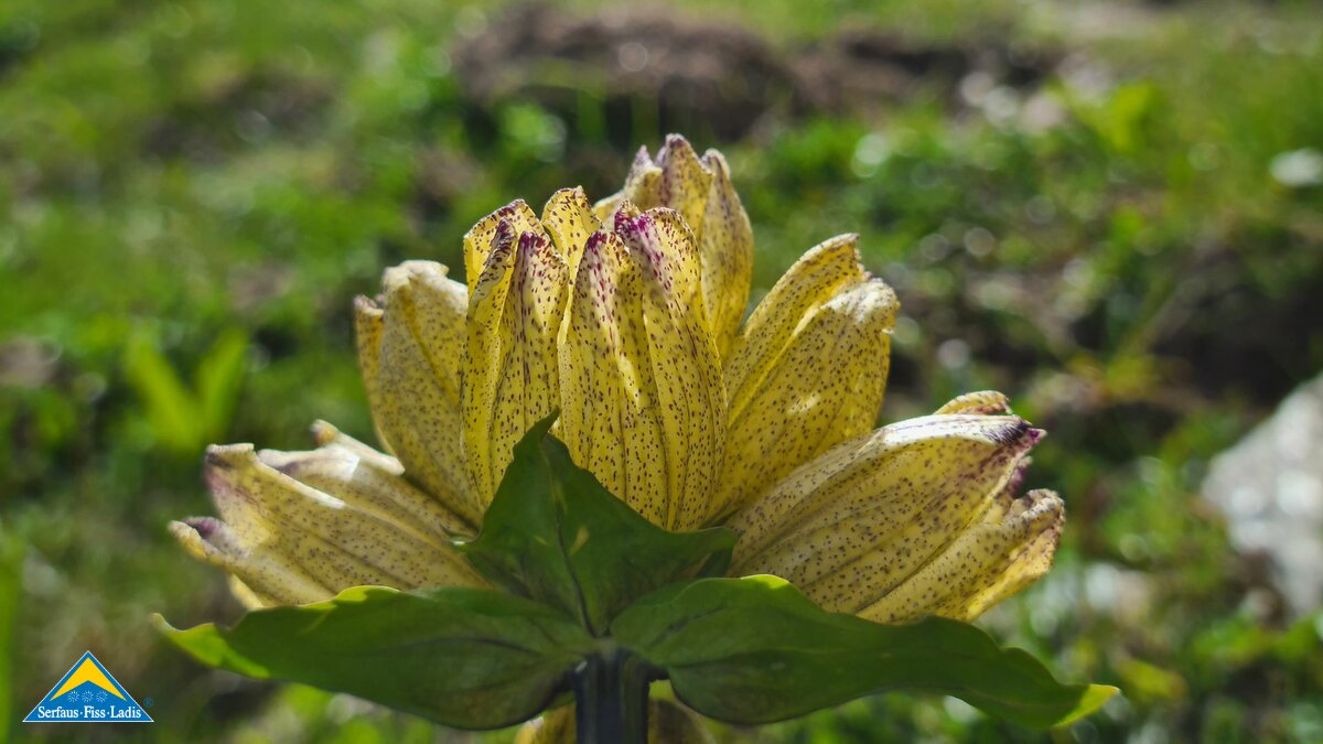 Blühender Gelber Enzian am Wegesrand in der familienfreundlichen Wanderregion Serfaus-Fiss-Ladis in Tirol in Österreich | © Serfaus-Fiss-Ladis Marketing GmbH