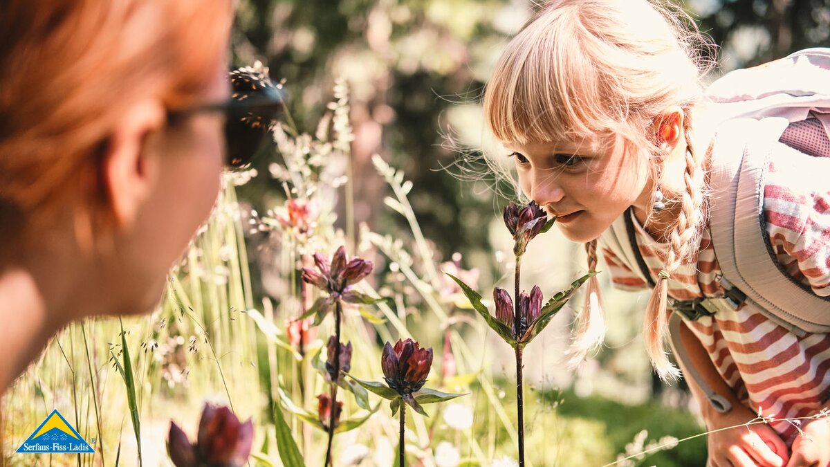 Der purpurrote Enzian, eine Pflanze die in der Fisser Gonde in der familienfreundlichen Urlaubsregion Serfaus-Fiss-Ladis in Tirol in Österreich zu finden ist. | © Serfaus-Fiss-Ladis Marketing GmbH I christianwaldegger.com