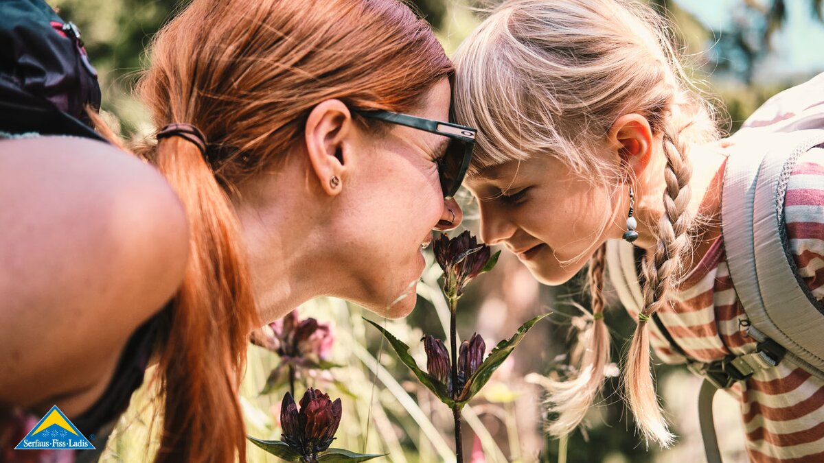 Der purpurrote Enzian, eine Pflanze die in der Fisser Gonde in der familienfreundlichen Urlaubsregion Serfaus-Fiss-Ladis in Tirol in Österreich zu finden ist. | © Serfaus-Fiss-Ladis Marketing GmbH I christianwaldegger.com