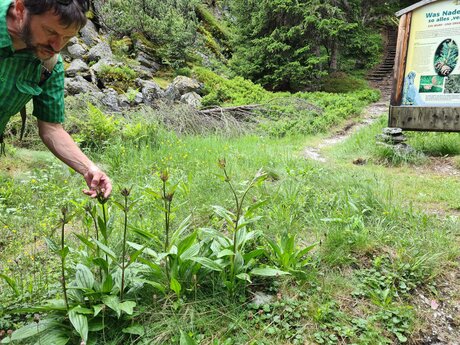 Die Pflanze purpurroter Enzian wächst am Wegesrand des Natur Themensteig Fisser Gonde in der familienfreundlichen Urlaubsregion Serfaus-Fiss-Ladis in Tirol in Österreich | © Serfaus-Fiss-Ladis Marketing GmbH