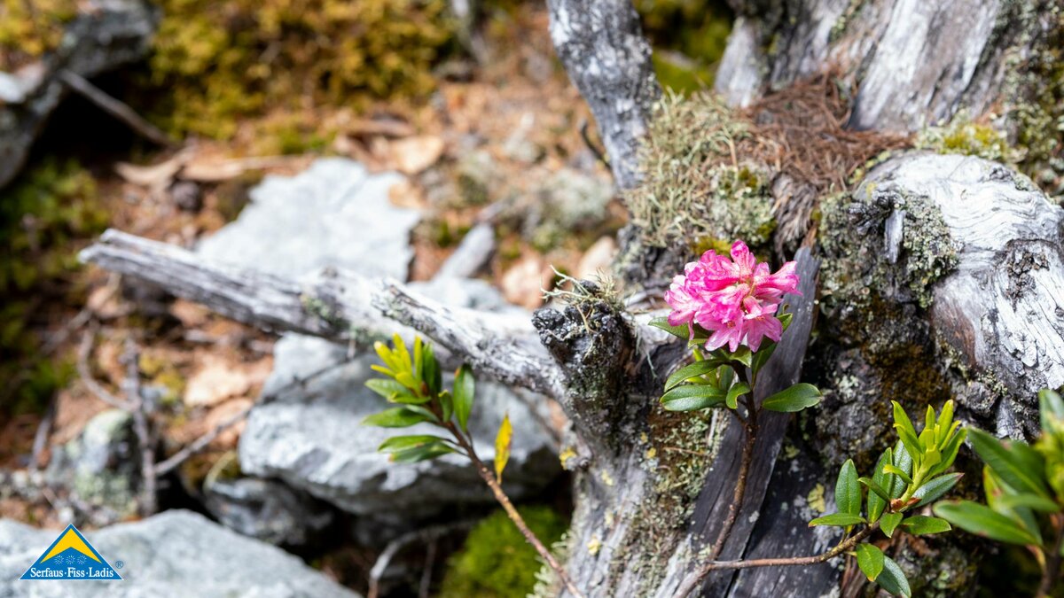Alpenrose, die in der Fisser Gonde in der familienfreundlichen Urlaubsregion Serfaus-Fiss-Ladis in Tirol in Österreich zu finden ist. | © Serfaus-Fiss-Ladis Marketing GmbH I Andreas Kirschner