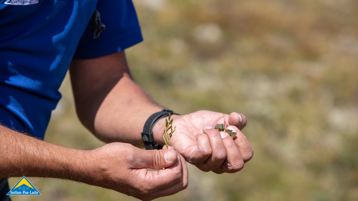 Beeren in der hochalpinen Lage geführte Wanderung Serfaus-Fiss-Ladis in Tirol | © Serfaus-Fiss-Ladis Marketing GmbH | Andreas Kirschner