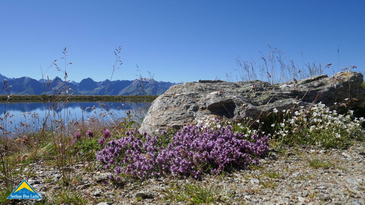 Blumen bei den Frommes Seen in Serfaus-Fiss-Ladis in Tirol | © Serfaus-Fiss-Ladis Marketing GmbH