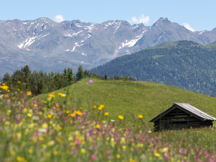 Im Sommerfindet man viele schöne Blumenwiesen in der Familien Wander Region Serfaus-Fiss-Ladis in Tirol | © Serfaus-Fiss-Ladis Marketing GmbH | Andreas Kirschner