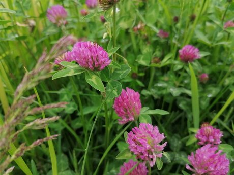 Eine Blumenwiese mit Rotklee in Serfaus-Fiss-Ladis in Tirol | © Serfaus-Fiss-Ladis Marketing GmbH 