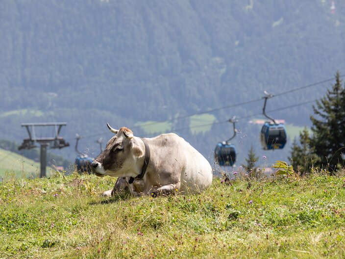 Eine Kuh liegt gemütlich in der Wiese im Familienparadies Serfaus-Fiss-Ladis in Tirol Österreich | © Serfaus-Fiss-Ladis Marketing GmbH | Andreas Kirschner