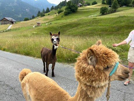 Wandere gemütlich mit Alpakas durch die Bergwelt von Serfaus-Fiss-Ladis | © Serfaus-Fiss-Ladis Marketing GmbH