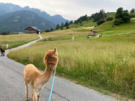 Auf den Spuren der Alpakas: Eine unvergessliche Wandererfahrung in Serfaus-Fiss-Ladis | © Serfaus-Fiss-Ladis Marketing GmbH