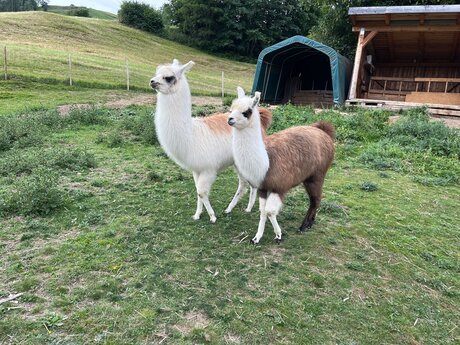 Ein tierisches Abenteuer für Groß und Klein in der Landschaft von Tirol | © Serfaus-Fiss-Ladis Marketing GmbH