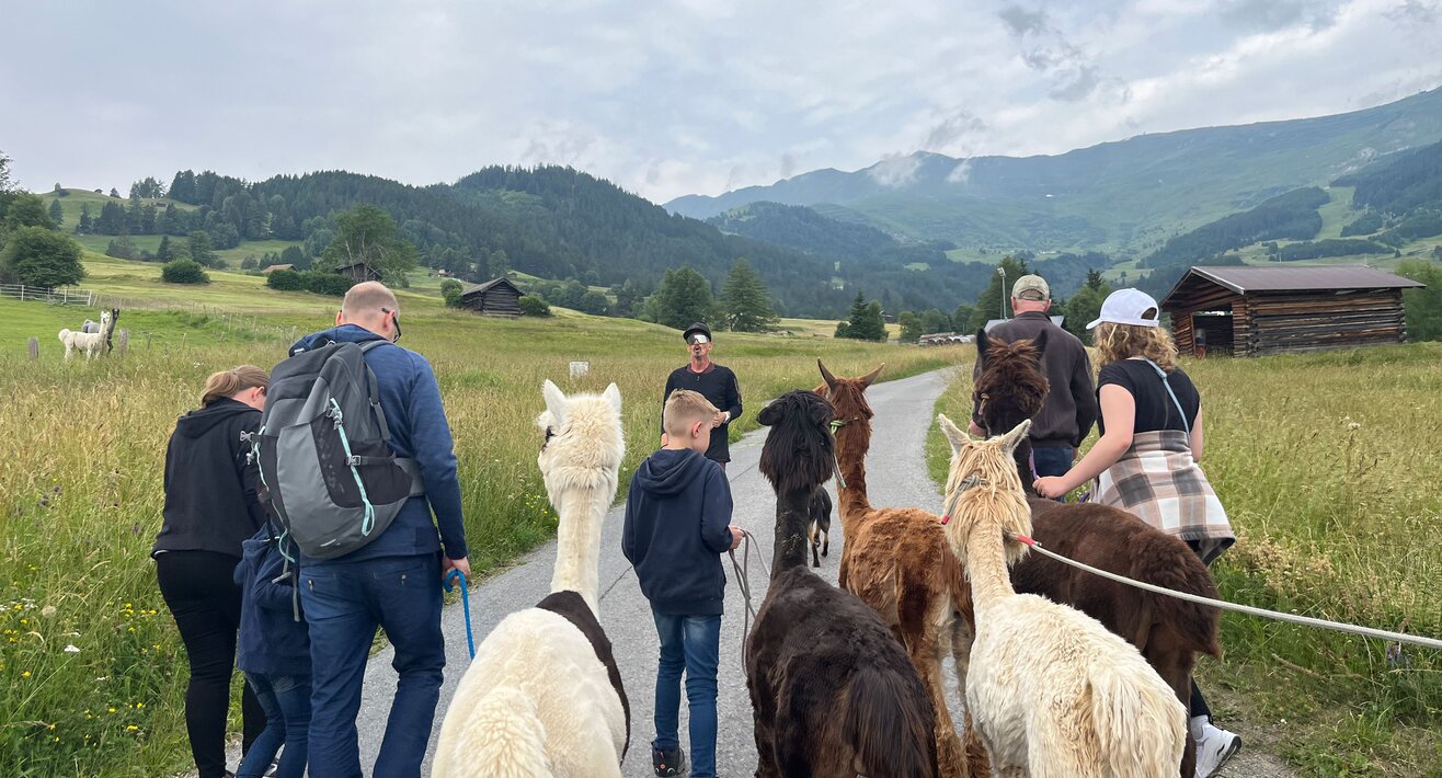In den Bergen von Serfaus-Fiss-Ladis in Tirol kann man eine Alpakawanderung machen | © Serfaus-Fiss-Ladis Marketing GmbH