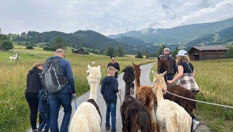 In den Bergen von Serfaus-Fiss-Ladis in Tirol kann man eine Alpakawanderung machen | © Serfaus-Fiss-Ladis Marketing GmbH