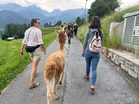 Sehr informationsreiche und schöne Alpaka-Wanderung in den Tiroler Bergen von Serfaus-Fiss-Ladis | © Serfaus-Fiss-Ladis Marketing GmbH