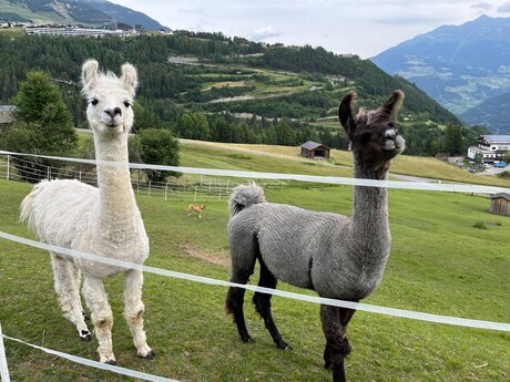Liebenswerte Lamas: Entdecke ihre einzigartige Persönlichkeit im Serfauser Feld | © Serfaus-Fiss-Ladis Marketing GmbH